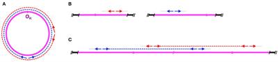 A Nuclear mtDNA Concatemer (Mega-NUMT) Could Mimic Paternal Inheritance of Mitochondrial Genome